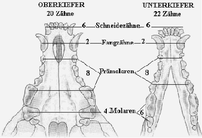 Grafik - Gebiss